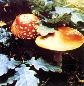 ͼ ��ަ������ȡަ����