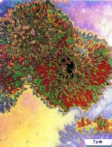 ͼ ˳-1��4-�۶���ϩ�򾧵ĵ羵��Ƭ(-30�棬4���ӽᾧ��ճ��������313000)