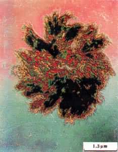 ͼ ˳-1��4-�۶���ϩ�򾧵ĵ羵��Ƭ(-30�棬5���ӽᾧ��ճ��������539000)