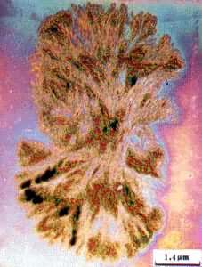 ͼ ˳-1��4-�۶���ϩ�򾧵ĵ羵��Ƭ(-17�棬22���ӽᾧ��ճ��������549000)