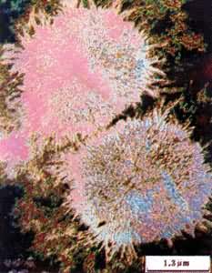 ͼ ˳-1��4-����ϩ�������ϩ�������򾧵ĵ羵��Ƭ