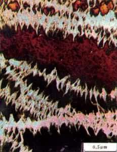 ͼ  ˳-1��4-�۶���ϩ�����ĵ羵��Ƭ