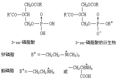 ��ʽ ����