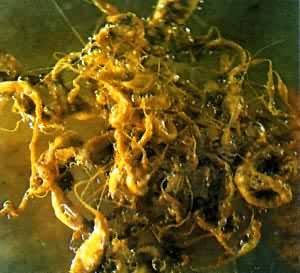 ͼ ������