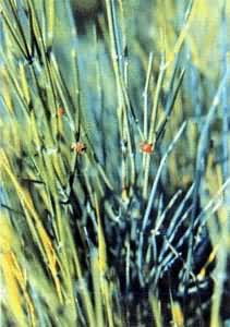 ͼ ��ơ�����ƾ�֦�п���ȡ��Ƽ�