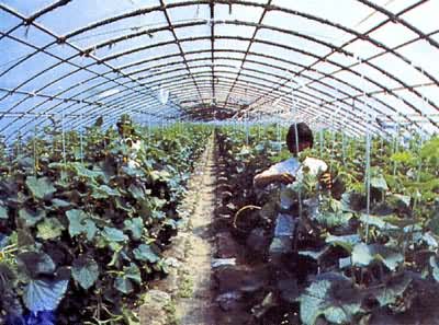 ͼ ����ϩ��Ĥ���ϴ���