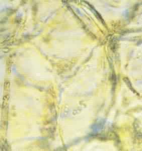 ͼ ά���أ�(�Ŵ�600��)