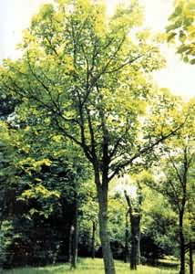 ͼ ϲ������ϲ���ĸ�������Ҷ�п���ȡϲ����