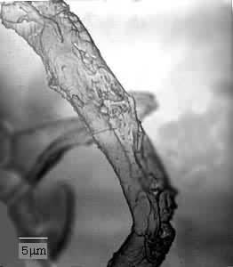 ͼ4 ��-ĥ����������ά