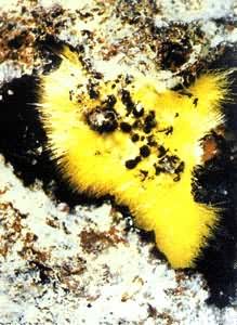 ͼ ��ΰ�����еĹ���˿�ᾧ