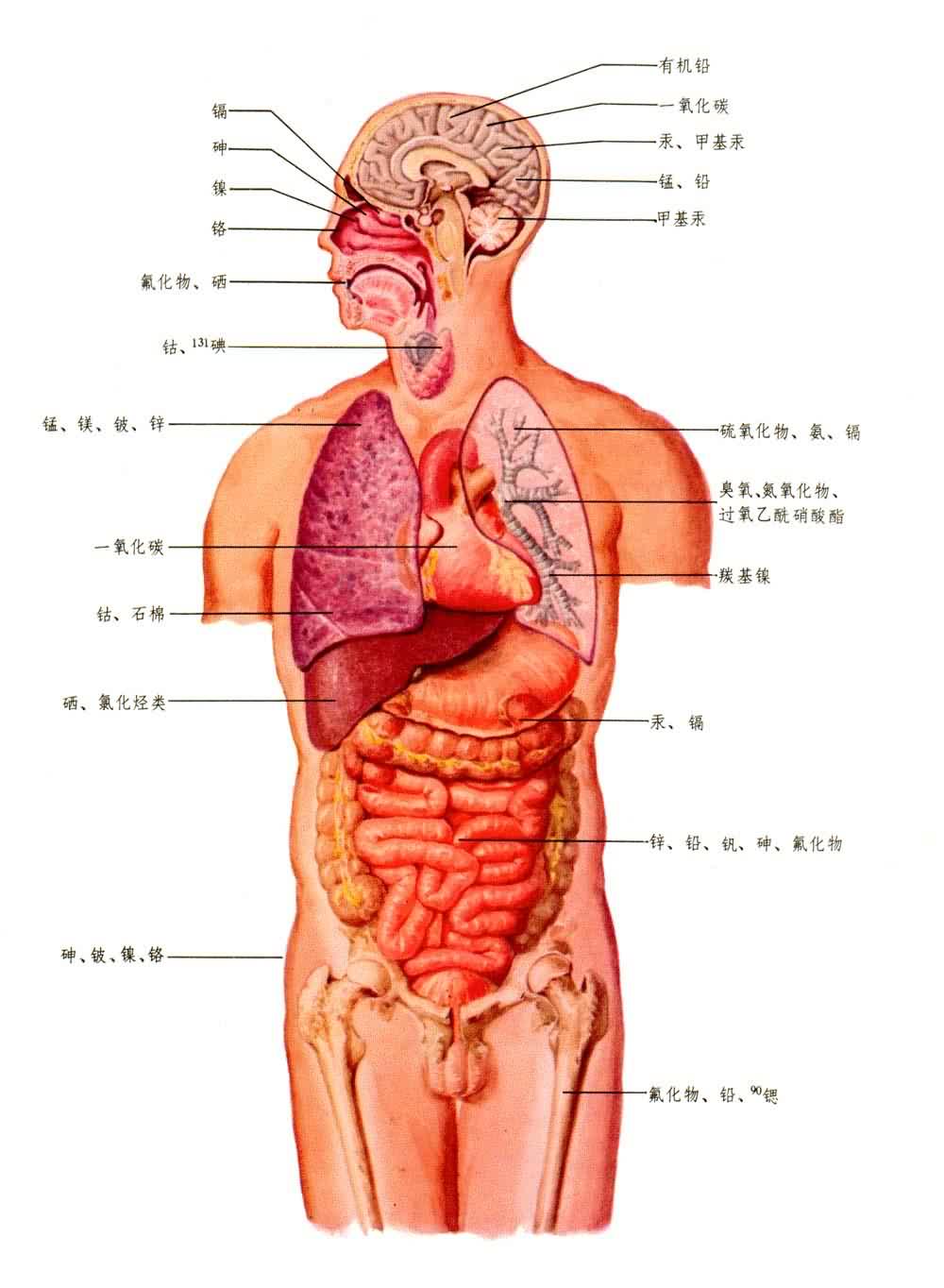 ������Ⱦ��ֱ�����õ���Ҫ����ͼ