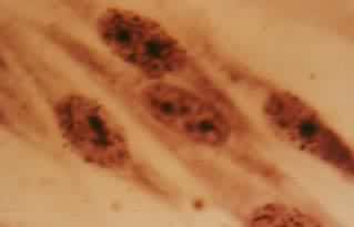 �°���4NQO��������߷�ϸ��DNA���˺��޸��ϳ�