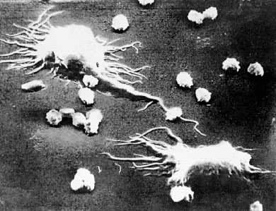 ������΢���µľ���ϸ��