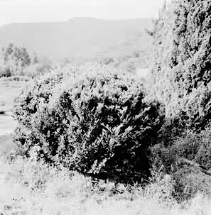 �������֡�����ĸ