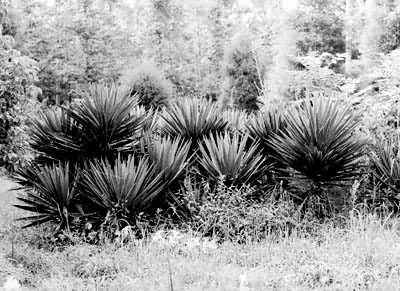 �������֡�����β��