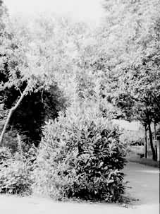 �������֡���ɺ����