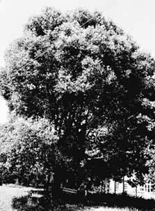 �������ܷ��ڻӷ����־�����