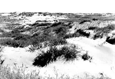 ���ù�ɳֲ��̶�ɳ����