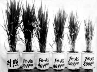 ͼ1����ͬ����������Ⱦ������ˮ������������Ӱ�죨���ԣ�