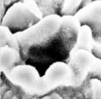 ͼ1�����ӣ����������ڸ���ϸ��֮�£��羵ɨ���700��