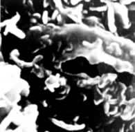 ͼ3���̻���Robinia pseudoacacia ����Ҷ�渲�����㣨�羵ɨ���1000��