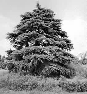 ͼ4�����������֡���ѩ��