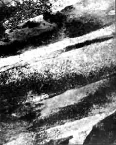 ͼ2��20�ֱ�Ĥ�ڵİ���״������ĵ������仨��