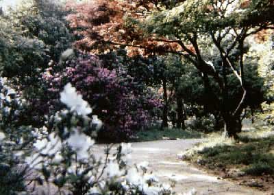 ����ֲ��԰�Ķž黨������