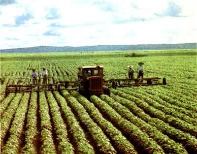 ��Ӫũ��(������)