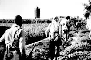 ���켽�����������е���ˮ�������ƽ�