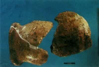 �������ˡ�ͷ�ǹ�