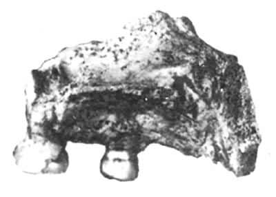 ���������ǻ�ʯ