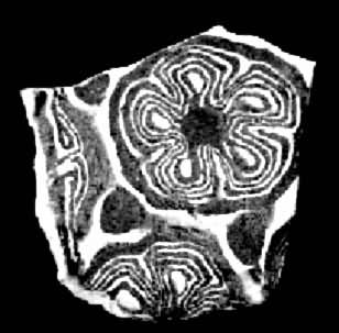 ����Ҥ��̥������Ƭ