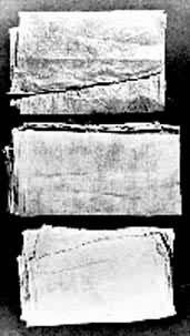 �鲼��������1��Ĺ����