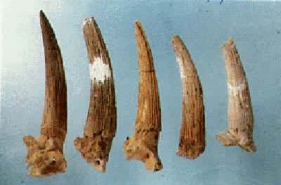 ����Ҥ�Ļ��Ľ���