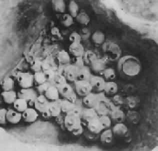 ����564��Ĺ��������