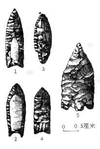 ���޵�Ͷ����״��1.����ά˹��״�� 2.����ɪķ��״�� 3.ɣ���Ǽ�״�� 4.������ά�ȼ�״�� 5.���Ŵ��ġ���״�� 