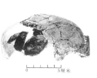 �¶�����Ͽ�ȳ���������ͷ�ǹǻ�ʯ