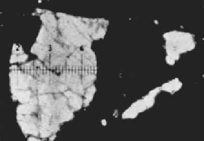 �ż�����ַ��������ԭʼ������Ƭ����΢���ࡡ̥����΢����