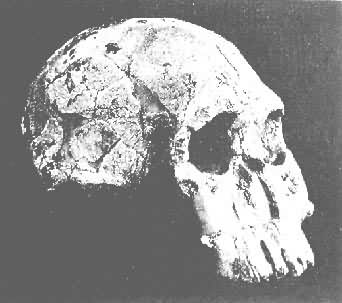 1470����ͷ�ǹǻ�ʯ