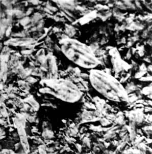 ��ķ���Ļ��ĵ����Ŵ棨��ķ����ַ������