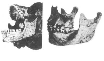 ������ַ�Ŀ��к����Ǳ��α걾