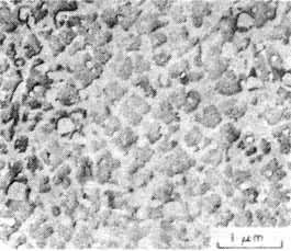 ͼ3��ODS�Ͻ�Ľ�����֯��ϸС�׵�Ϊ��������ɢ�ࣩ