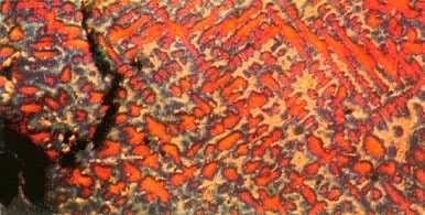 K19��̬��870�� 16СʱʱЧ��760��־�������Ѻ���֯����ⸯʴ��60��֯���Ͽڸ�������ĥ��֦���ɣ���ɫ������ʾ����������֦����չ