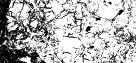 ͼ2����¯��ש����΢�ṹ��͸���70���������֣����Ƴ��ܣ�����ʯӢԼռ1/3����Ϊ���ȷ�ʯӢ���ʲ��֣���ʯӢ���̶����ã������ϴ�