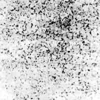 ͼ3��Fe-0.8C�Ͻ����250��ػ𣬾����������̼��