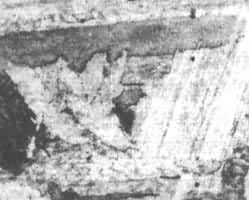 ͼ11����̼��������Ľ�����֯ ��200