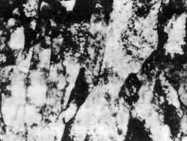 ͼ12����̼���������͸�������΢����֯ ��20000