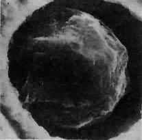 ͼ2����״ʯī��ɨ��羵��Ƭ���ʴ��6000