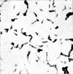 ͼ1�����״ʯī�Ľ�����Ƭ��δ��ʴ��100